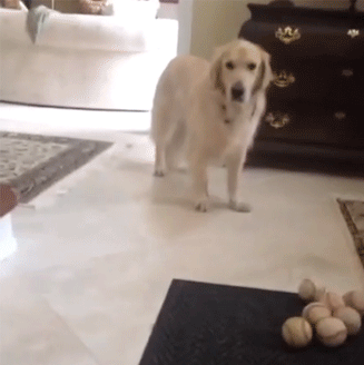 Just Play It Off Real Cool GIF - Dogs Ball Play GIFs