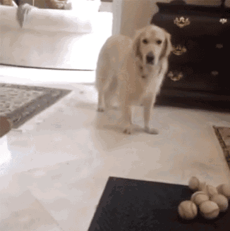 a dog standing in a living room next to a pile of baseballs