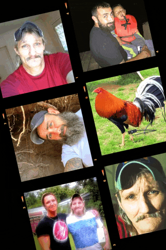 a collage of photos shows a man with a beard and a rooster