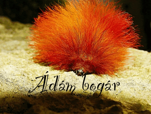 a picture of a caterpillar with the name adam bogar written on the bottom