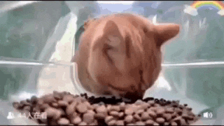 a cat is eating from a bowl of food .