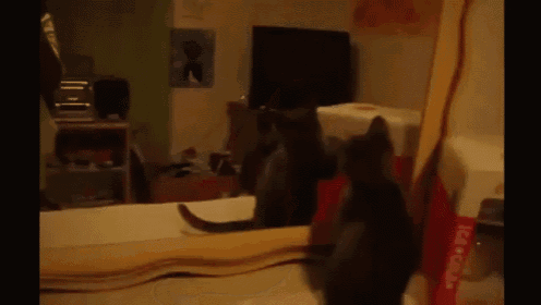 a cat is playing with a toy in front of a box that says ice cream