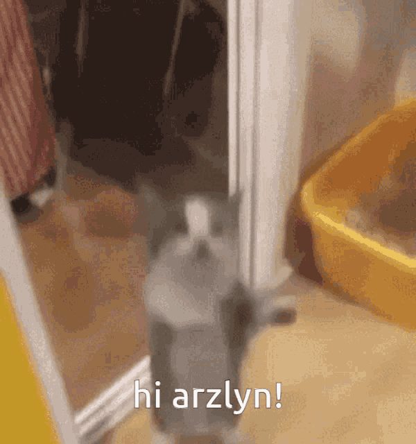 a gray and white cat is standing in a doorway and says hi arzun .