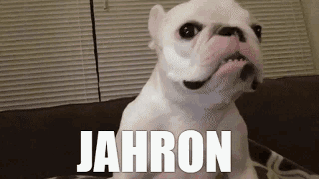 a white dog is sitting on a couch with the word jahron above it