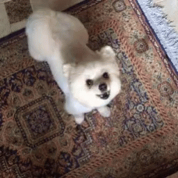 Ingingbliss Pomeranian GIF - Ingingbliss Pomeranian Dog GIFs