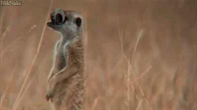 Meerkat Googly GIF - Meerkat Googly Eyes GIFs