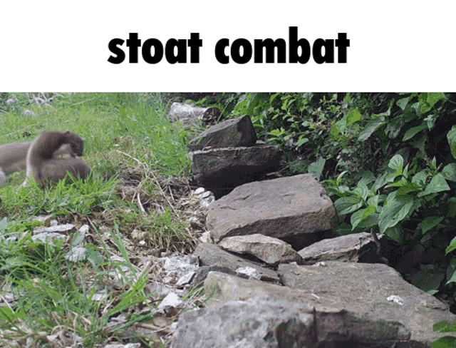 Stoat Stoat Combat GIF - Stoat Stoat Combat GIFs