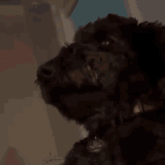 a close up of a black dog with a red collar looking up .