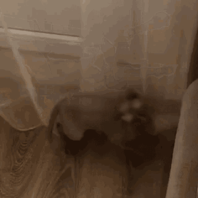 Excited Excitment GIF - Excited Excitment Sphynx Cat GIFs