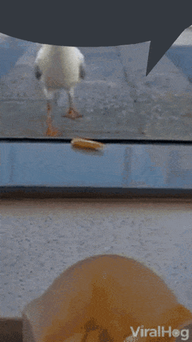 two seagulls are standing in front of a window with a speech bubble over them that says viralhog
