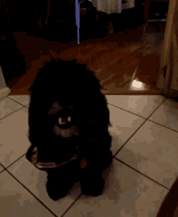 a small black dog wearing a red sox shirt is sitting on a tiled floor