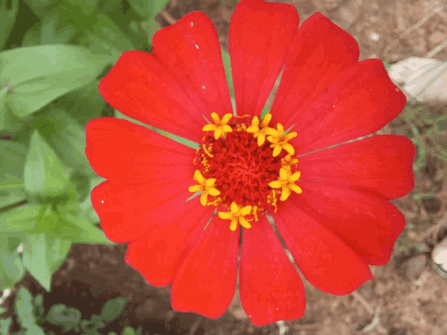 a closeup of a red flower with yellow center
