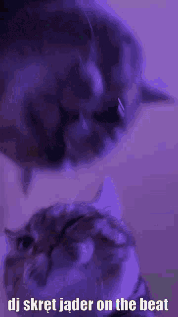 Dj Disco Cat GIF - Dj Disco Cat GIFs