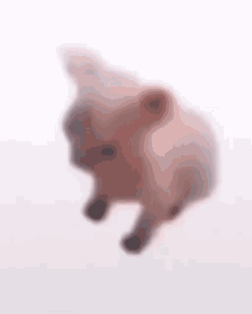 a blurred image of a pig walking on a white surface .