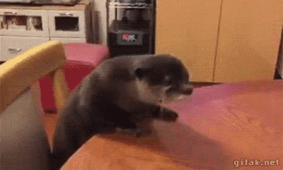 What Did You Call Me You Got A Problem GIF - What Did You Call Me You Got A Problem Otter GIFs