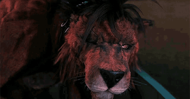 a close up of a lion 's face with a collar around its neck