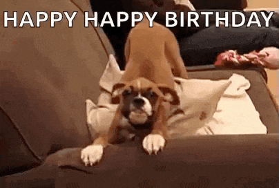 a puppy is laying on its back on a couch and saying `` happy happy birthday '' .
