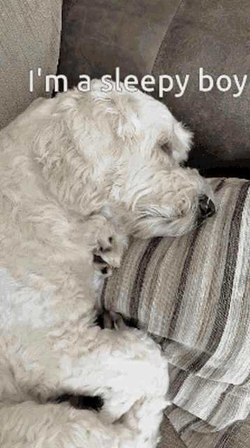 a white dog is sleeping on a couch with the words i 'm a sleepy boy above it