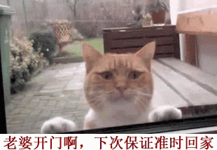 开门，老婆开门，猫咪，喵喵 GIF - Open Door Please Open Cat GIFs