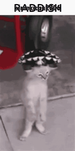 Raddish Cat Cat Raddish GIF