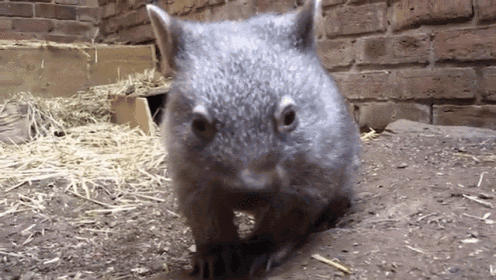 Wombat Babies GIF - Fluffy Wombat Babies GIFs