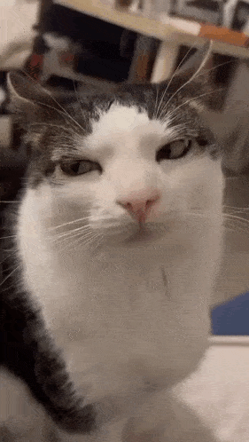 a black and white cat is looking up at the camera .