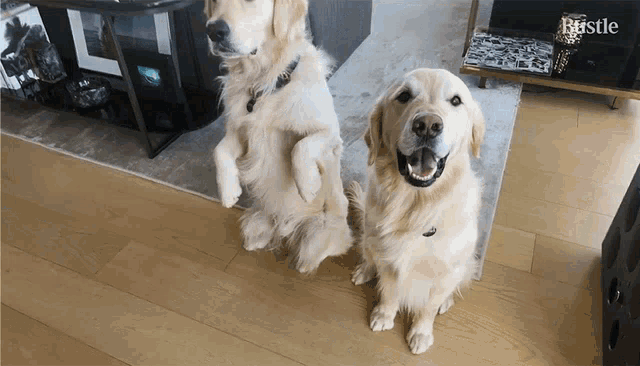 two dogs are standing next to each other in a living room with a rustle sign in the background