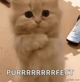 Kitten Love GIF - Kitten Love Purfect GIFs