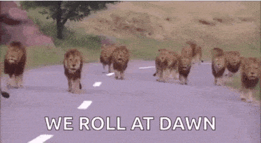 a herd of lions walking down a road with the words `` we roll at dawn '' behind them .