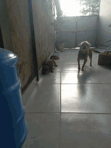 a dog is standing on a tiled floor next to a box that says ' a ' on it