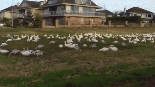 a large flock of geese are standing in a grassy field