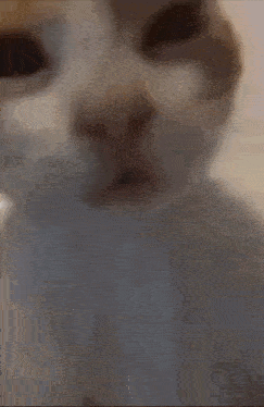 a close up of a cat 's face with its mouth open .