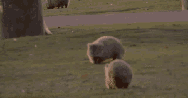 two wombats are walking in a grassy field