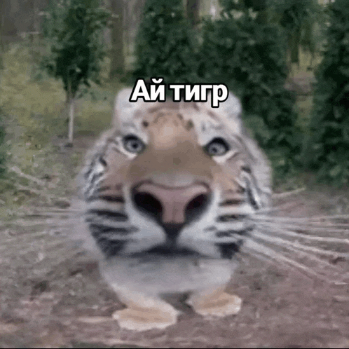 a close up of a tiger 's face with a caption in russian