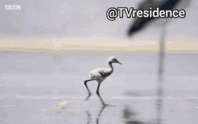 a bird is walking across a body of water with a bbc logo in the background .