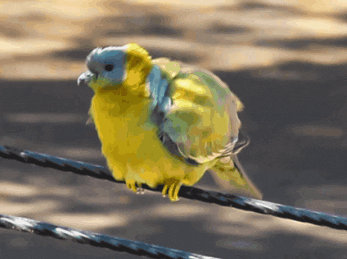 a yellow bird with a blue head is perched on a wire