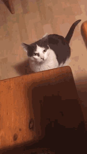 Hessu Hessu Cat GIF