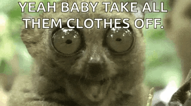 a close up of a lemur with the words `` yeah baby take all them clothes off '' written above it .