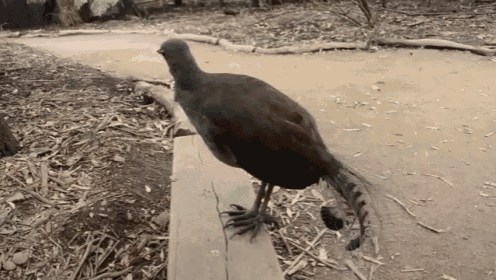 This Is Not Edited, Seriously: Dubstep Bird GIF - GIFs