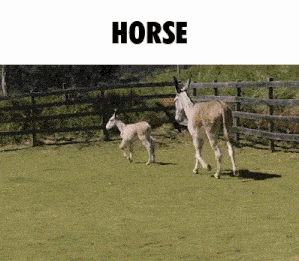 a horse and a donkey are walking in a field