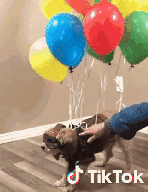 Dog Balloons GIF - Dog Balloons Floating GIFs