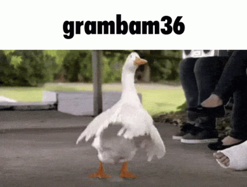 Silly Goose Goose GIF - Silly Goose Goose Grambam36 GIFs