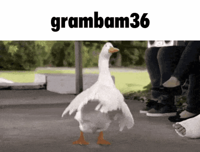 a picture of a duck with the name grambam36 on the top