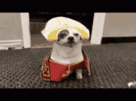 a small dog wearing a sombrero and a cape .