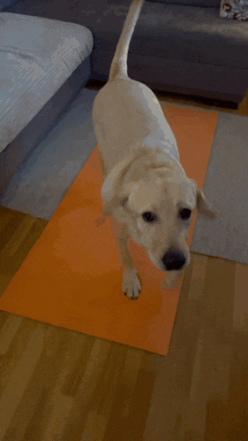 a dog standing in a living room next to an orange rug