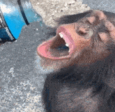 a chimpanzee is drinking from a bottle with its mouth open .