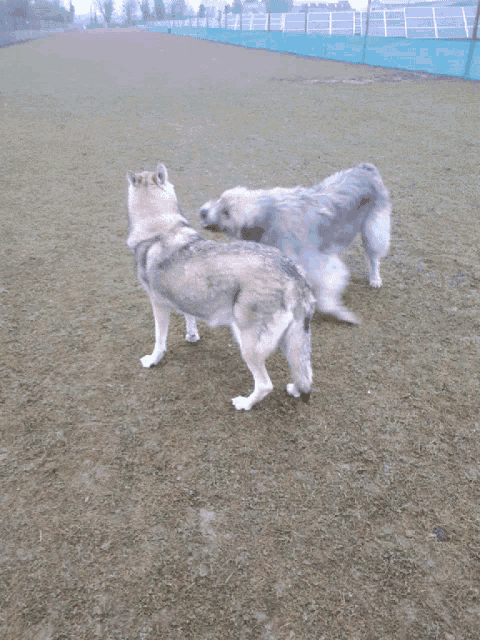 two dogs are playing in the grass near a blue fence