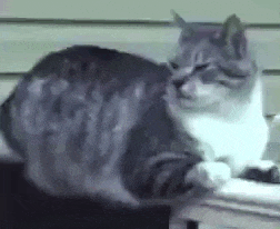 a gray and white cat is sitting on a table and scratching itself .