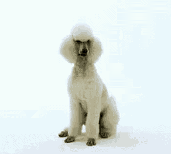 a white poodle is sitting on a white surface and looking up .