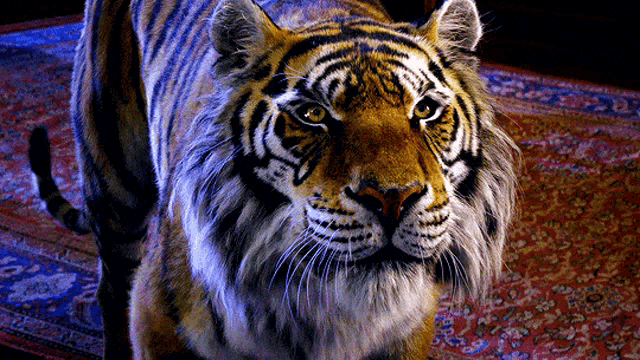 a close up of a tiger 's face with a rug in the background